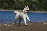 SIBERIAN HUSKY 623